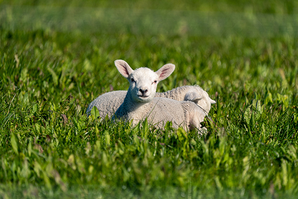 Ayrshire Photography Blog - Spring is in the Air