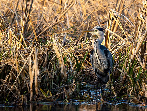 Blog - Wildlife Photographer Ayrshire