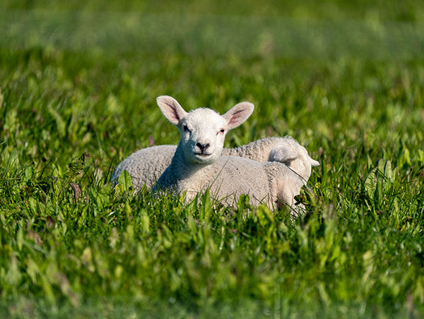 Blog - Wildlife Photographer Ayrshire
