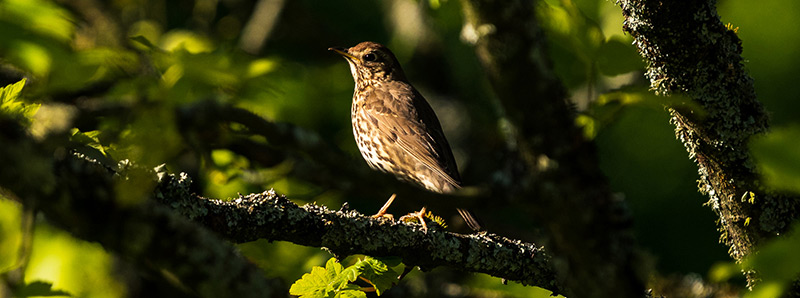 Blog - Wildlife Photographer Ayrshire