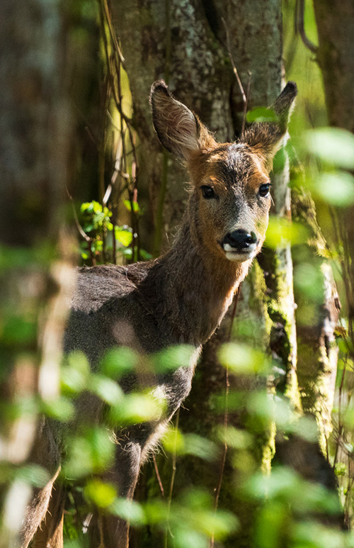 Blog - Wildlife Photographer Ayrshire