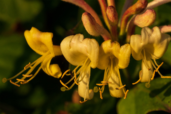 Ayrshire Photography Blog - Sowing Seeds and Capturing Memories: A Snapshot of May