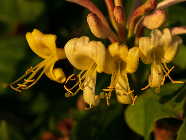 Wedding Photographer Ayrshire -Recharging in the garden
