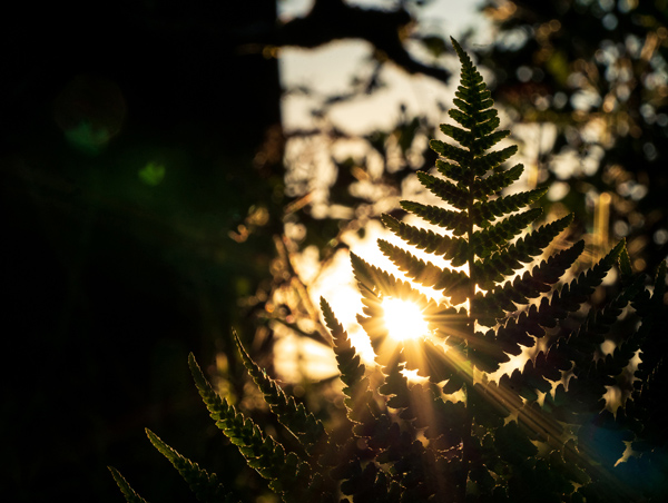 Wedding Photographer Ayrshire - Recharging in the garden
