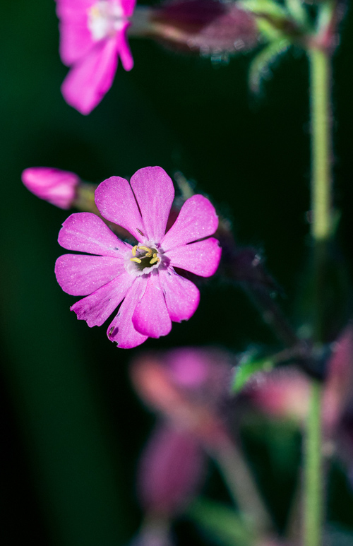 Wedding Photographer Ayrshire - Recharging in the garden