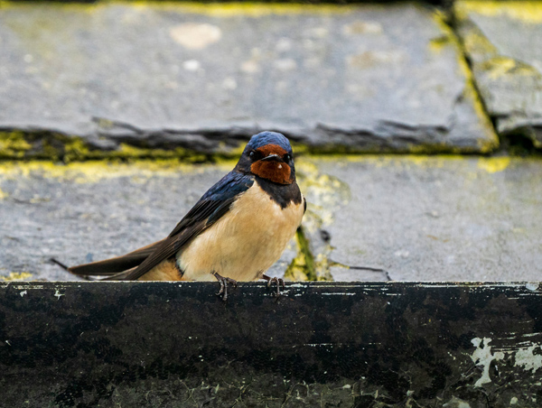 Wedding Photographer Ayrshire - The Call of The Wild