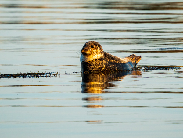 Wedding Photographer Ayrshire - The Call of The Wild