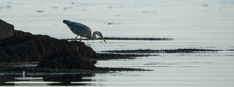 Wedding Photographer Ayrshire - The Call of The Wild