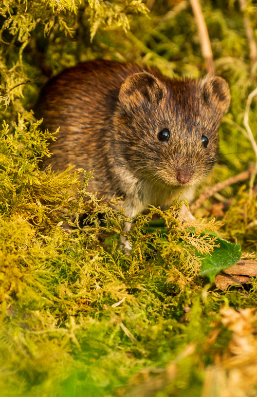 Wedding Photographer Ayrshire - The Call of The Wild