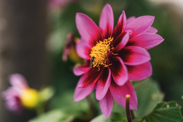 Wedding Photographer Ayrshire, Scotland