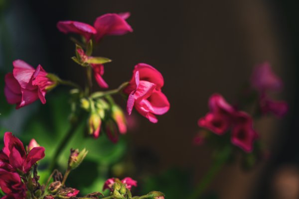 Wedding Photographer Ayrshire, Scotland